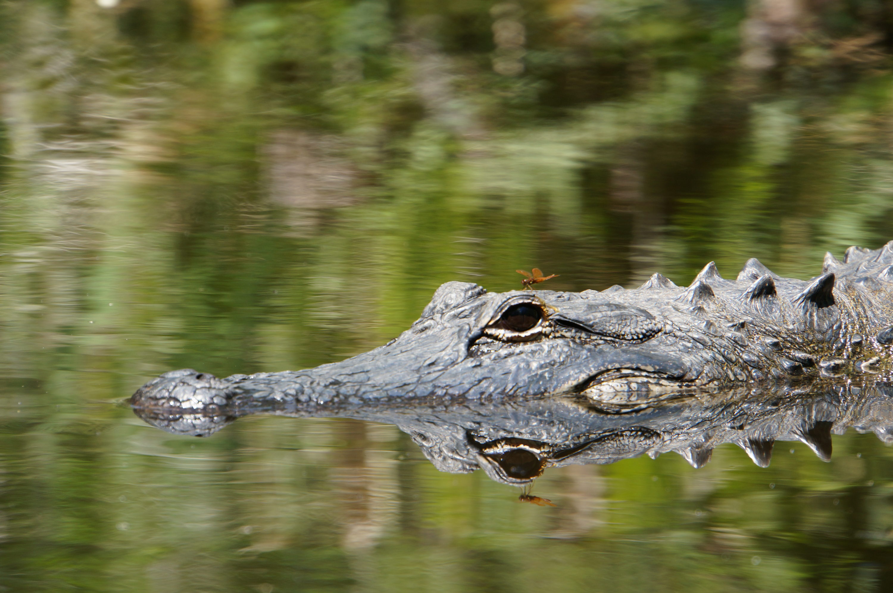 Tagesausflug In Die Everglades | Floridas Nr. 1 Nationalpark ...